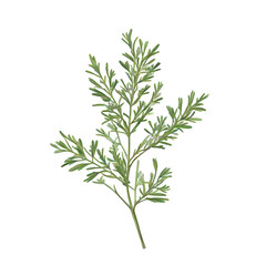 Fototapeta premium Flat vector illustration of a thyme sprig, clean lines, modern design, isolated on white background