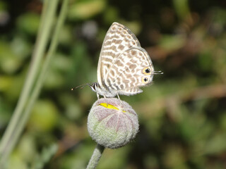 Lang's short-tailed blue butterfly (Leptotes pirithous), also known as common zebra blue butterfly, perching on a yellow daisy flower bud