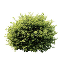 Green bush shrub foliage isolated on transparent background