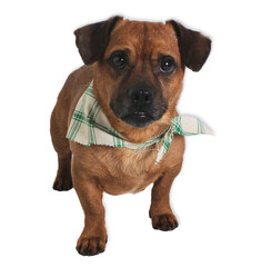 Mixed Breed Senior Dog with Bandana..
