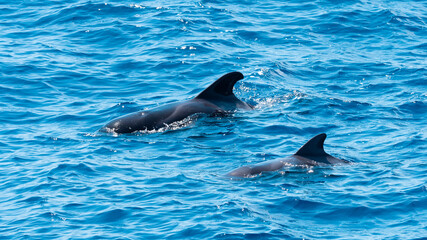 Obraz premium Dolphins in the blue waters at Grand canary island