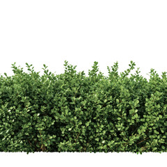 Green bush with small leaves isolated on transparent background