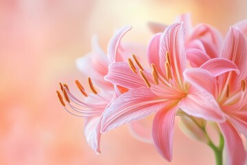 Fototapeta premium Delicate pink lilies in soft focus background.