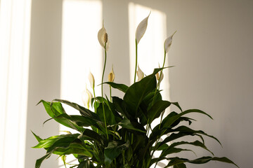 Peace lily flower and leaves house plant.
