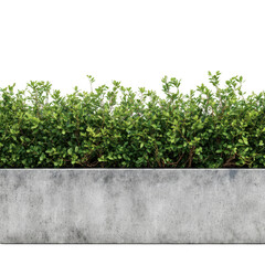 Green bush in concrete planter isolated on transparent background