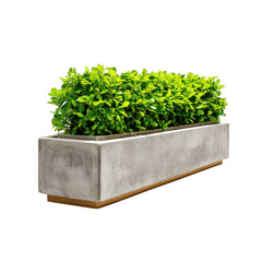 Plant in concrete planter isolated on transparent background