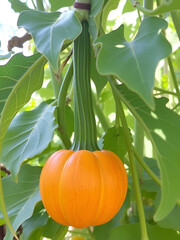 North Carolina calabash