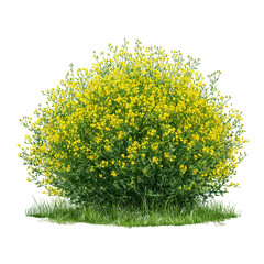 Flowering bush with yellow blooms isolated on transparent background