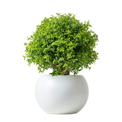 Small green plant in white pot isolated on transparent background
