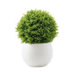 Small green plant in pot isolated on transparent background