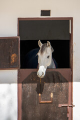 white horse in stable