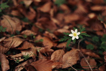 flower among fallen leaves in spring forest