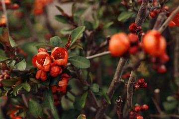 red flowers quince japonica on a green background blurred magical bokeh, postcard