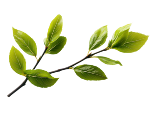 Closeup of first spring shoots on a empty branch isolated on white or transparent background