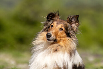 Portrait of a female sheltie dog in a garden in spring outdoors