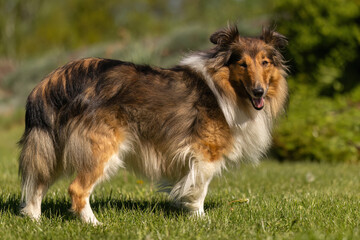 Portrait of a female sheltie dog in a garden in spring outdoors