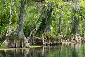 Scenery on the Silver River in Florida. Cypress Trees, Spanish Moss, tropical setting on a river.