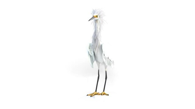 egret on white background