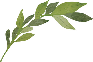 Illustration of Green Leafy Branch