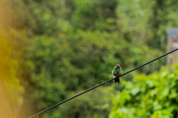 Green hummingbird on a wire under the rain