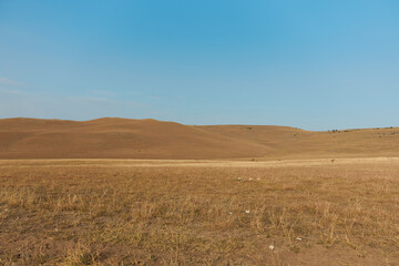 Fototapeta premium Zebras grazing in a serene open field under a clear blue sky, perfect for wildlife and nature lovers