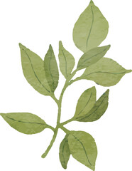 Illustration of Green Leafy Branch