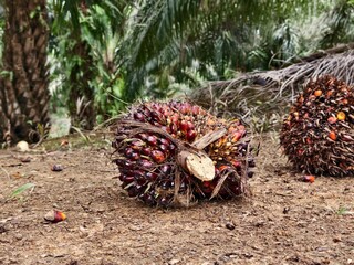 oil palm fruit after Harvest