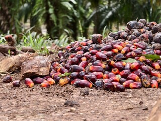 brondolan of oil palm fruit is still fresh