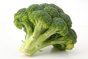 A large green broccoli head sits on a white background
