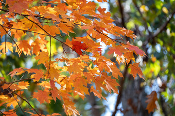 Canopies of yellow forest trees in autumn season. Colorful fall vegetation