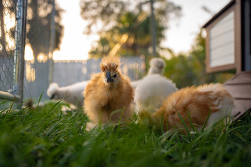 Raising organic chicken on home backyard. Young chicks in chicken coop with green grass on yard garden © bilanol
