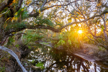 Wetlands wild tropical nature with dense green rainforest at sunset. Florida jungles