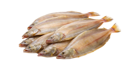 Pile of fresh Dover Sole fish on a pure transparent background setting