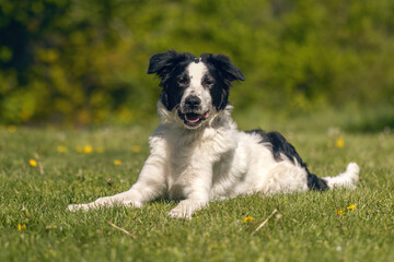 Portrait of a cute crossbreed mongrel dog in a garden in spring outdoors