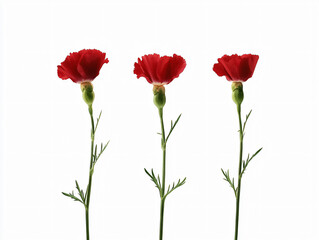 Obraz premium Vibrant Red Carnation Blossoms - Nature Photography for Elegant Floral Arrangements