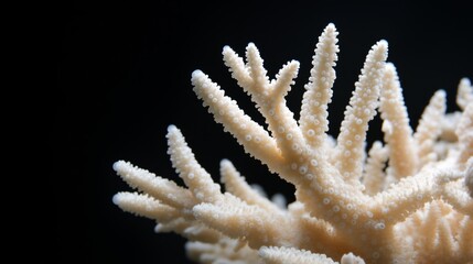 Fototapeta premium A close up of a bunch of white coral