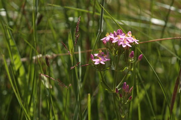Common centaury