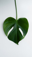 Single monstera leaf isolated on a clean white background, perfect for botanical, nature, or design...
