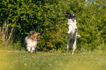 Cute dogs having fun in a garden in spring outdoors