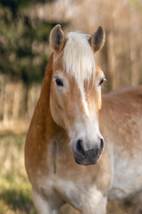 Obraz premium Portrait of a haflinger gelding in a forest in early spring outdoors