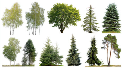 Variety of trees illustration
