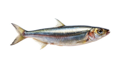 Silver stripe fish isolated on transparent background, likely a sardine or herring