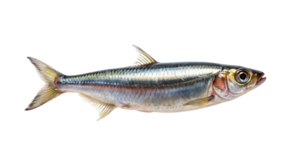 Silver stripe fish isolated on transparent background, likely a sardine or herring