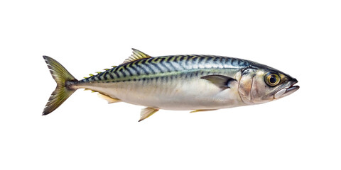 Fototapeta premium A single mackerel swimming, presented against a bright transparent background for clarity