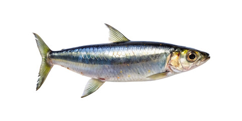 Fototapeta premium Isolated Silver Sardine Fish with Scales and Fins on a transparent Background