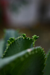 succulent mother-of-thousands, succulent plant, Kalanchoe daigremontiana, poisonous plant
