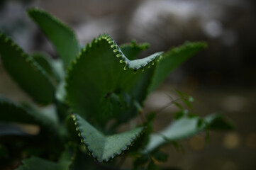 succulent mother-of-thousands, succulent plant, Kalanchoe daigremontiana, poisonous plant
