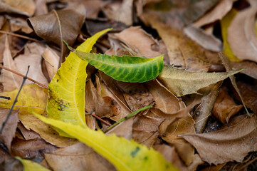 close up of leaves, dry leaves, leaves background, texture background, autumn and life cycle leaves, nature's contrasting seasons, beautiful fallen leaf texture, green leaf among dry ones