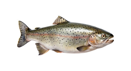 A Vibrant Rainbow Trout Fish Isolated on transparent Background in High Detail