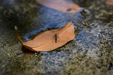 ant on a leaf, macro of a bug on a leaf, leaves on the water, autumn leaf on the ground, close-up of an ant
